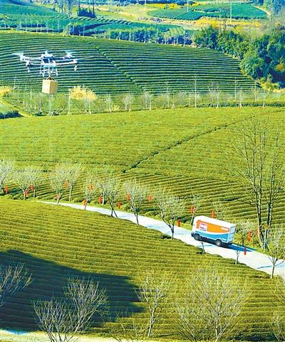 Droni e veicoli senza pilota trasportano foglie di tè fresche del Meitan all'impianto di lavorazione, nella provincia del Guizhou (Foto: Zheng Xiuxin)