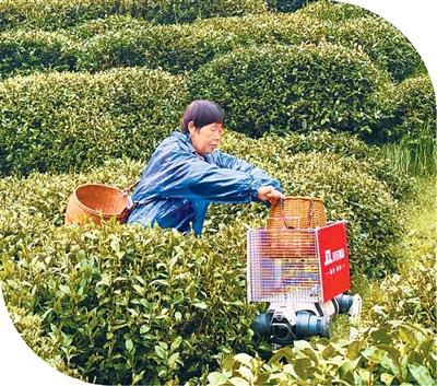Coltivatori di tè consegnano germogli e foglie raccolti a un cane robot, che li trasporta al laboratorio di lavorazione del tè, a Hangzhou, nella provincia del Zhejiang. (Foto: Zhang Yuanyuan)