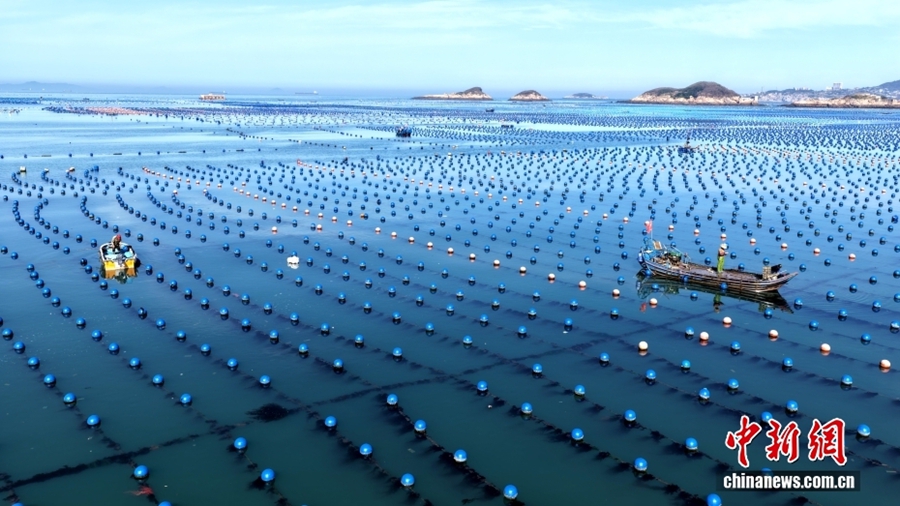 Lianjiang, Fujian: Allevamento ittico in piena attività