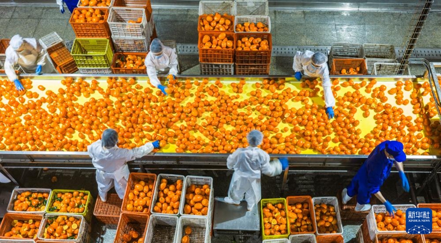 La lavorazione integrale delle arance navel promuove la rivitalizzazione rurale in Hubei