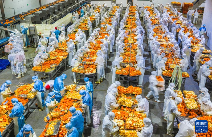 La lavorazione integrale delle arance navel promuove la rivitalizzazione rurale in Hubei