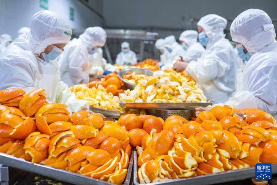 La lavorazione integrale delle arance navel promuove la rivitalizzazione rurale in Hubei