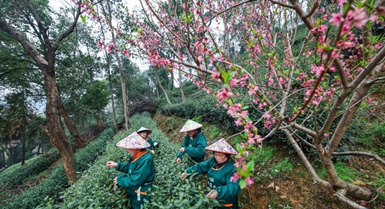 Hangzhou, coltivatori raccolgono il tè West Lake Longjing