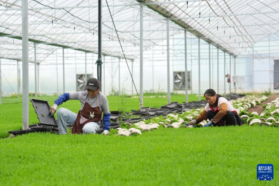 Macchine agricole senza pilota facilitano la semina primaverile