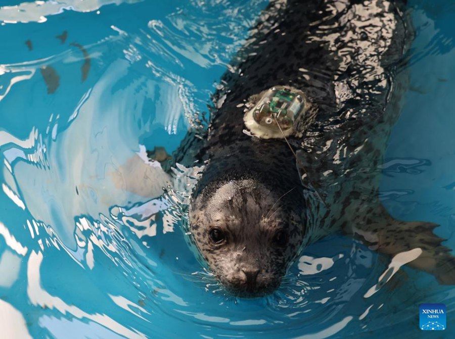 La popolazione di foche torna a crescere nella Baia di Liaodong, nel nord-est della Cina
