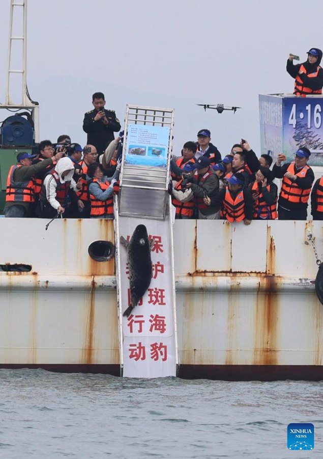 La popolazione di foche torna a crescere nella Baia di Liaodong, nel nord-est della Cina