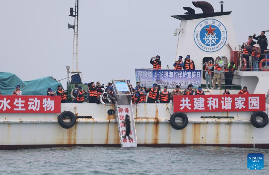 La popolazione di foche torna a crescere nella Baia di Liaodong, nel nord-est della Cina