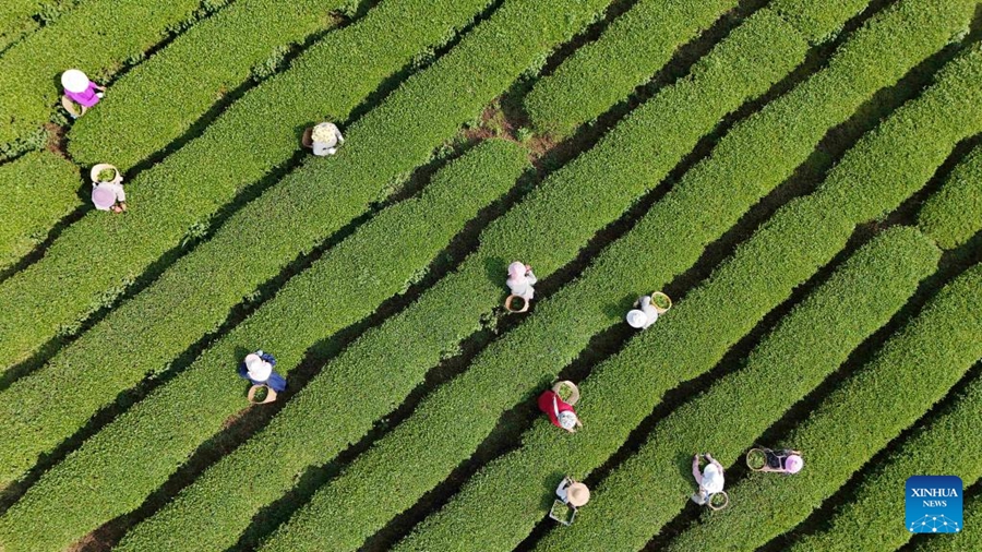 Raccolta del tè in pieno svolgimento in tutta la Cina