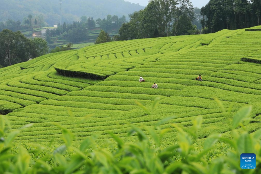 Raccolta del tè in pieno svolgimento in tutta la Cina