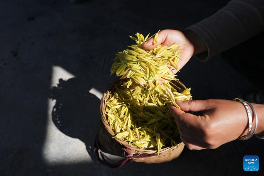 Raccolta del tè in pieno svolgimento in tutta la Cina