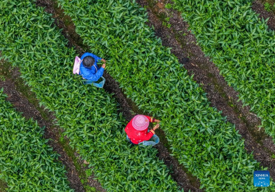Raccolta del tè in pieno svolgimento in tutta la Cina