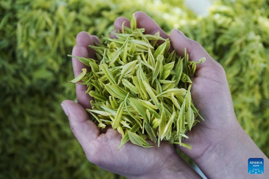 Raccolta del tè in pieno svolgimento in tutta la Cina