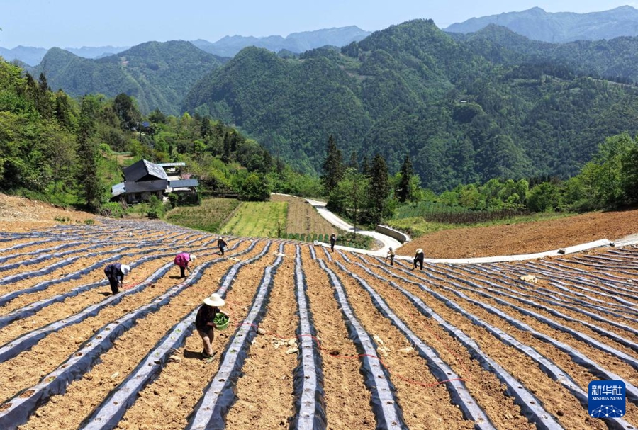 Intensa stagione agricola primaverile