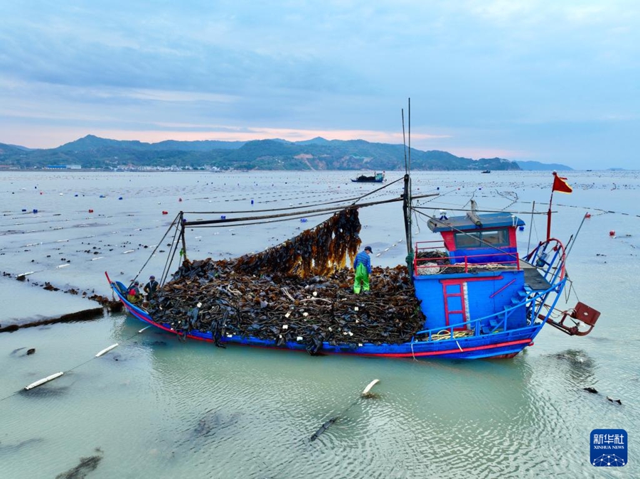 Xiapu, Fujian: raccolta eccezionale di alghe marine