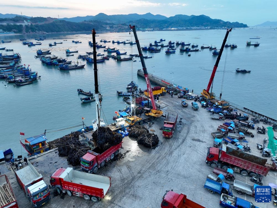 Xiapu, Fujian: raccolta eccezionale di alghe marine