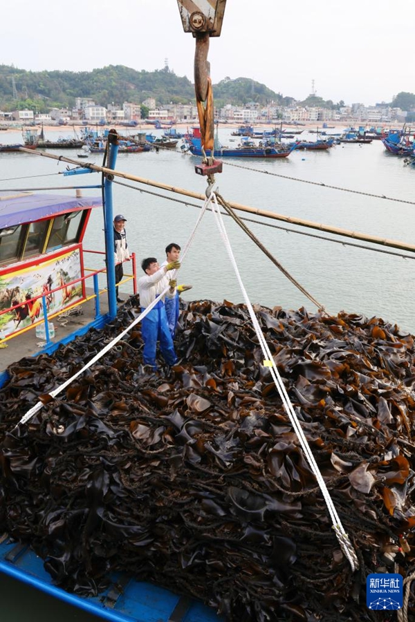 Xiapu, Fujian: raccolta eccezionale di alghe marine