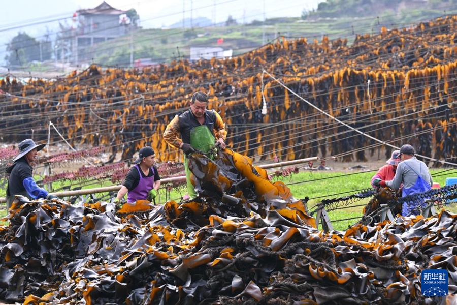 Xiapu, Fujian: raccolta eccezionale di alghe marine