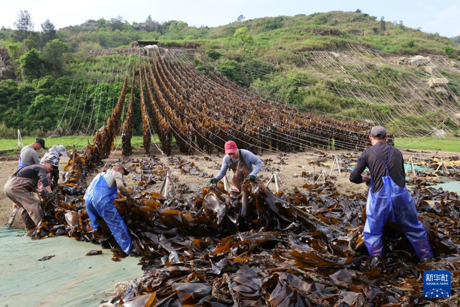 Xiapu, Fujian: raccolta eccezionale di alghe marine