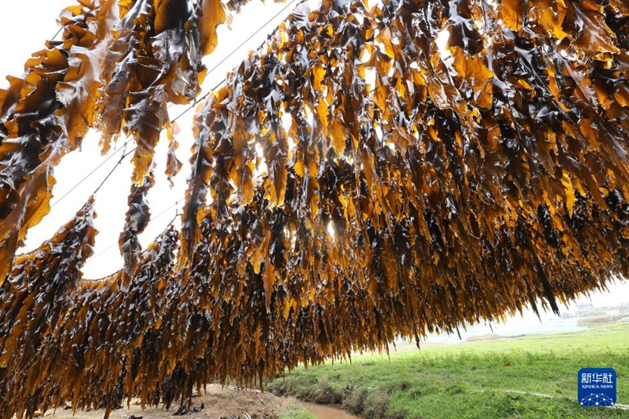 Xiapu, Fujian: raccolta eccezionale di alghe marine