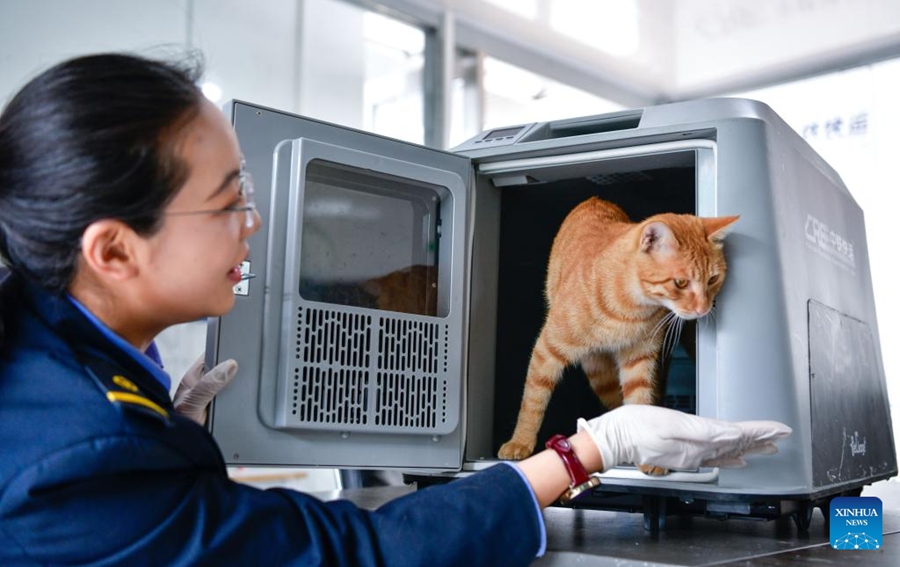 Servizio di trasporto animali domestici su treni ad alta velocità pronto per l'afflusso del Primo Maggio