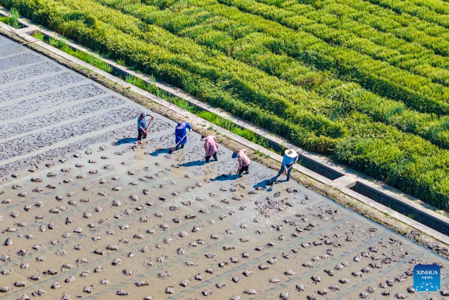 Agricoltori in tutta la Cina impegnati nei campi all'inizio dell'estate