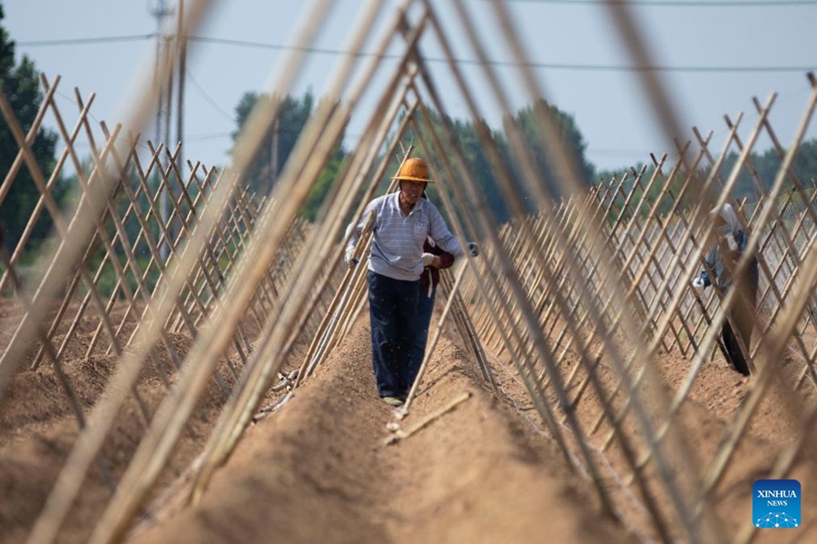 Agricoltori in tutta la Cina impegnati nei campi all'inizio dell'estate