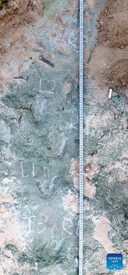 Impronte fossili di dinosauro teropode a tre dita, scoperte a Xuanhua, nella provincia dello Hebei, nord della Cina. (Xinhua/Foto fornita da Xing Lida, professore associato presso la China University of Geosciences, Beijing)