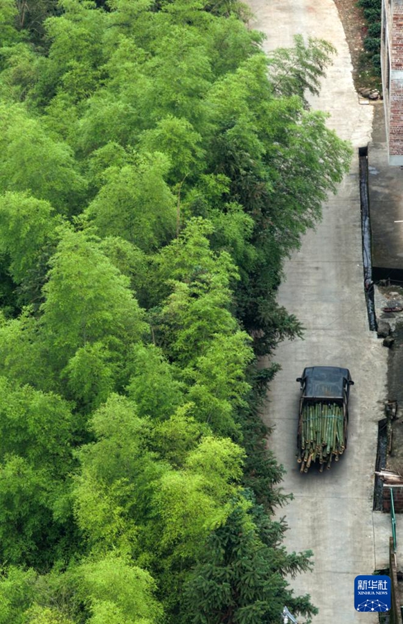 Liuzhou: Sostituzione della plastica con materiali a base di bambù nell'industria automobilistica