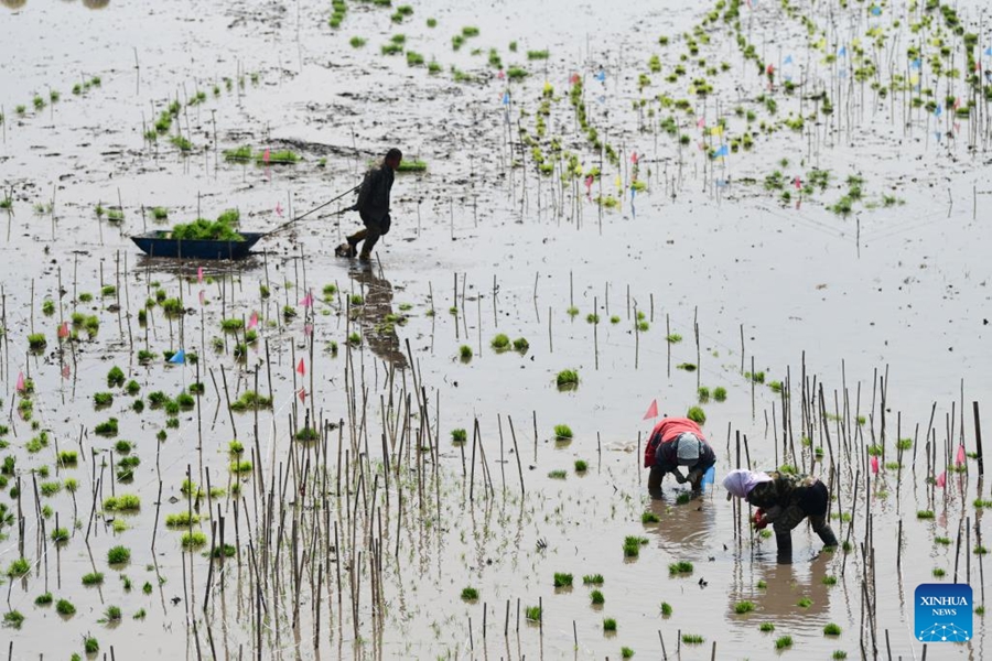 Heilongjiang entra nella "stagione d'oro" per il trapianto del riso