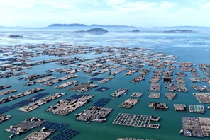 Lianjiang, Fujian: Allevamento ittico in piena attività