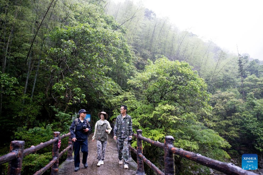 Coltivatore di tè pattuglia il Parco Nazionale di Wuyishan come guardia forestale