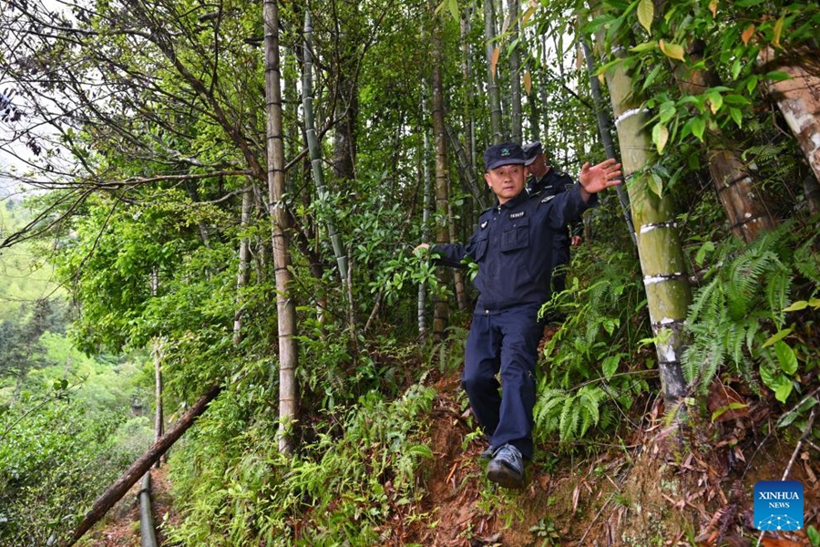Coltivatore di tè pattuglia il Parco Nazionale di Wuyishan come guardia forestale