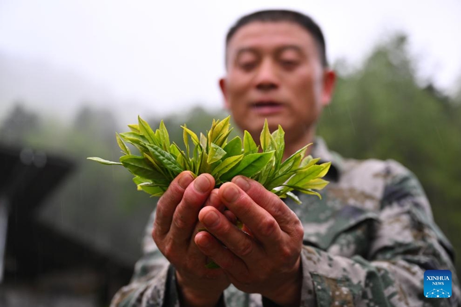 Coltivatore di tè pattuglia il Parco Nazionale di Wuyishan come guardia forestale