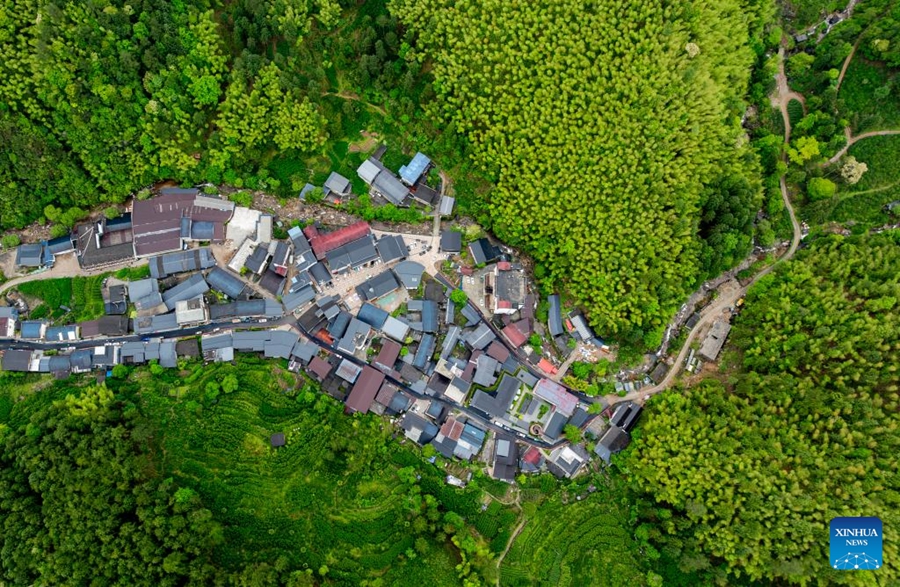 Coltivatore di tè pattuglia il Parco Nazionale di Wuyishan come guardia forestale
