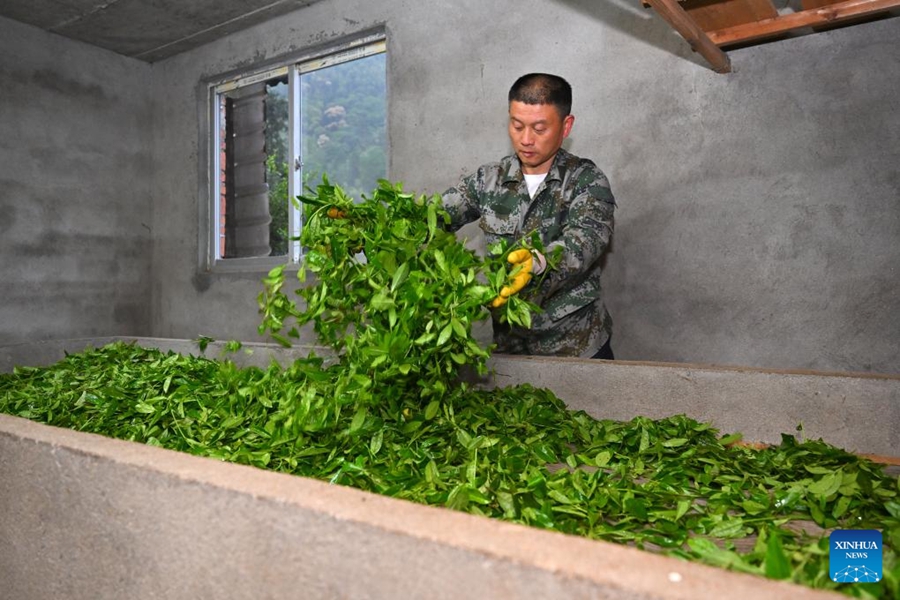 Coltivatore di tè pattuglia il Parco Nazionale di Wuyishan come guardia forestale