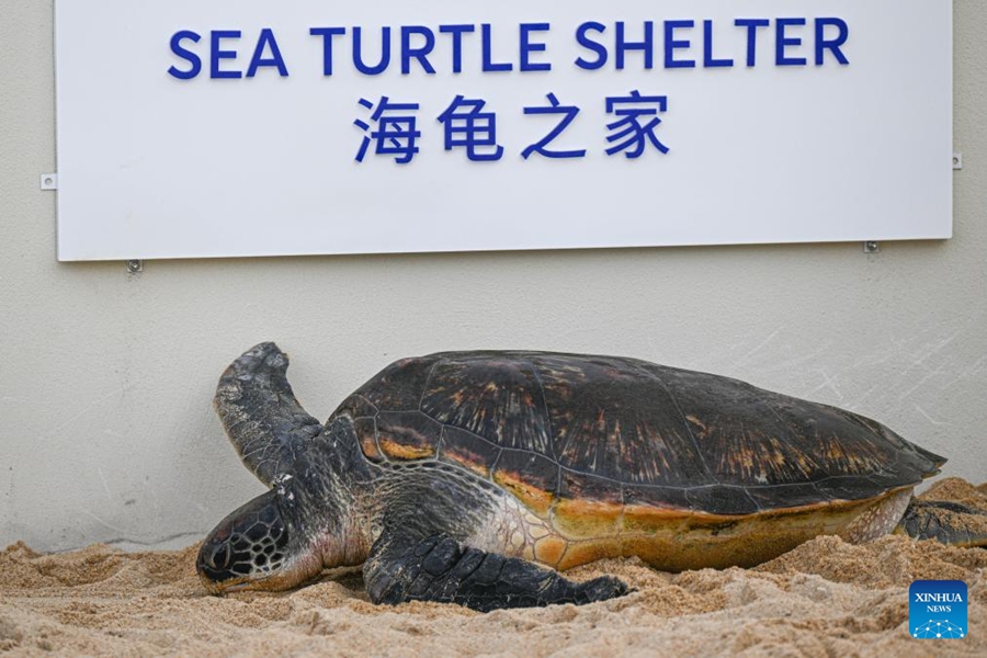 Un nuovo rifugio per tartarughe marine a Hainan rafforza ulteriormente la tutela