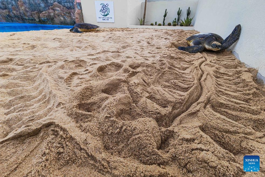 Un nuovo rifugio per tartarughe marine a Hainan rafforza ulteriormente la tutela