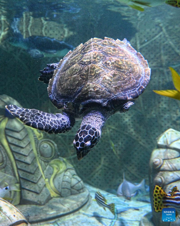 Un nuovo rifugio per tartarughe marine a Hainan rafforza ulteriormente la tutela