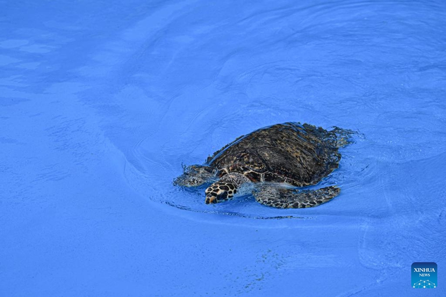 Un nuovo rifugio per tartarughe marine a Hainan rafforza ulteriormente la tutela