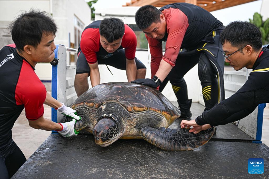 Un nuovo rifugio per tartarughe marine a Hainan rafforza ulteriormente la tutela
