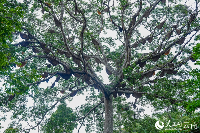 Cento alveari appesi a un singolo albero sul monte Jingmai, nello Yunnan