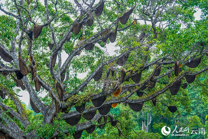 Cento alveari appesi a un singolo albero sul monte Jingmai, nello Yunnan