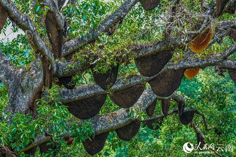 Cento alveari appesi a un singolo albero sul monte Jingmai, nello Yunnan