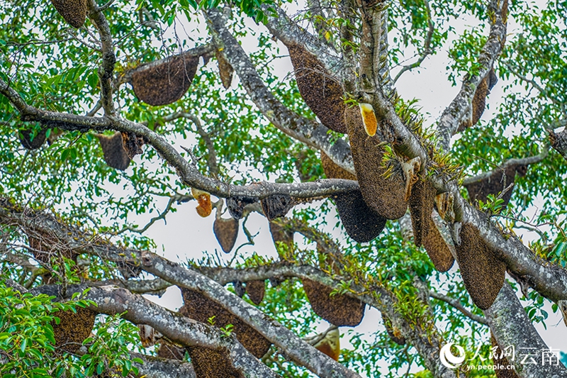 Cento alveari appesi a un singolo albero sul monte Jingmai, nello Yunnan