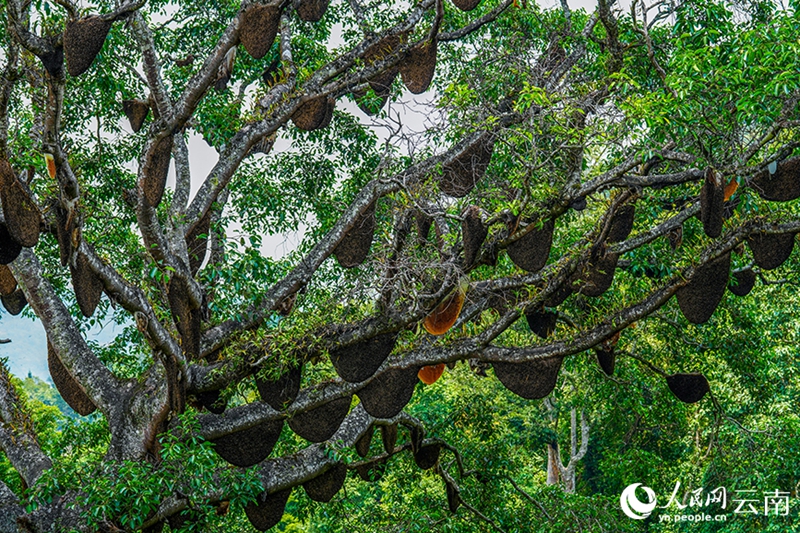 Cento alveari appesi a un singolo albero sul monte Jingmai, nello Yunnan