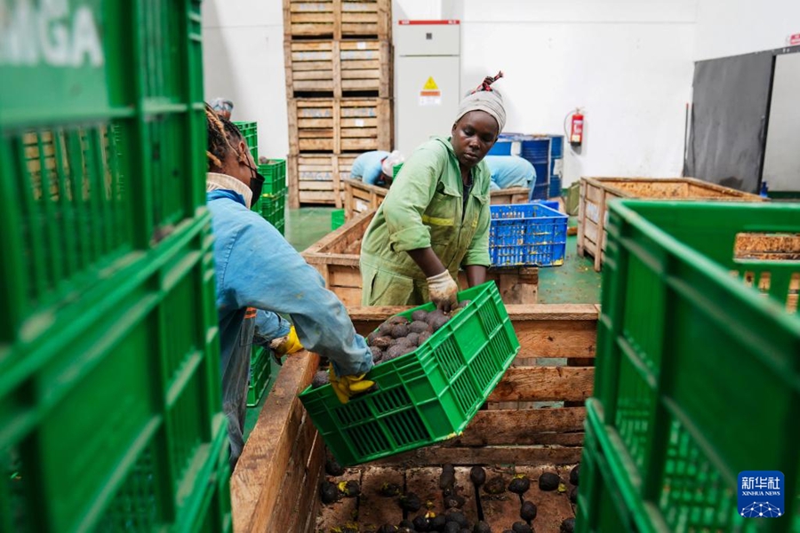 Le imprese cinesi contribuiscono alla trasformazione e all'ammodernamento dell'industria dell'avocado in Kenya