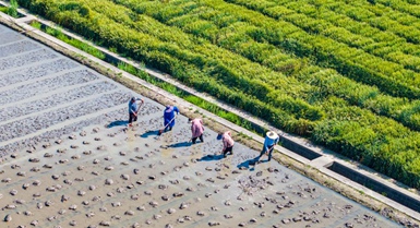 Agricoltori in tutta la Cina impegnati nei campi all'inizio dell'estate