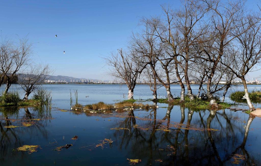 Lago Dian a Kunming, nella provincia dello Yunnan, nel sud-ovest della Cina. (6 febbraio 2017 - Lin Yiguang/Xinhua)