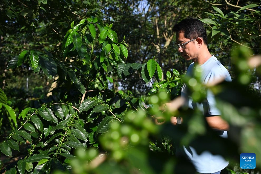L'industria del caffè prospera a Jiangmen, nel Guangdong