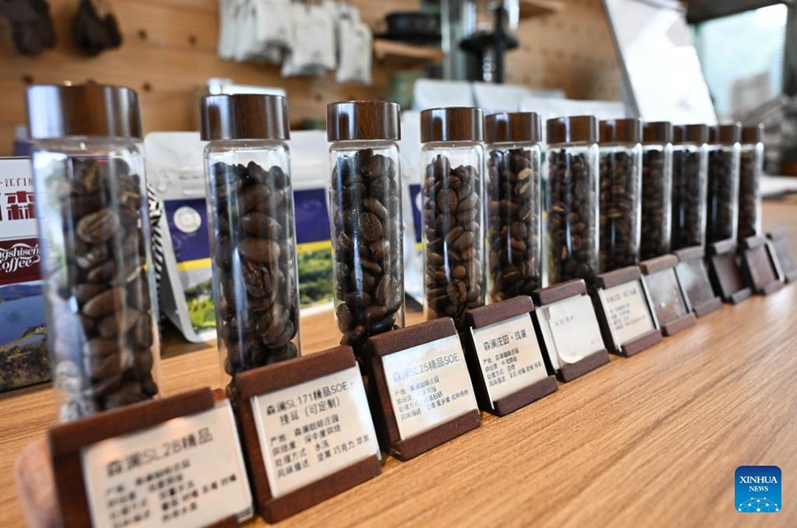 L'industria del caffè prospera a Jiangmen, nel Guangdong